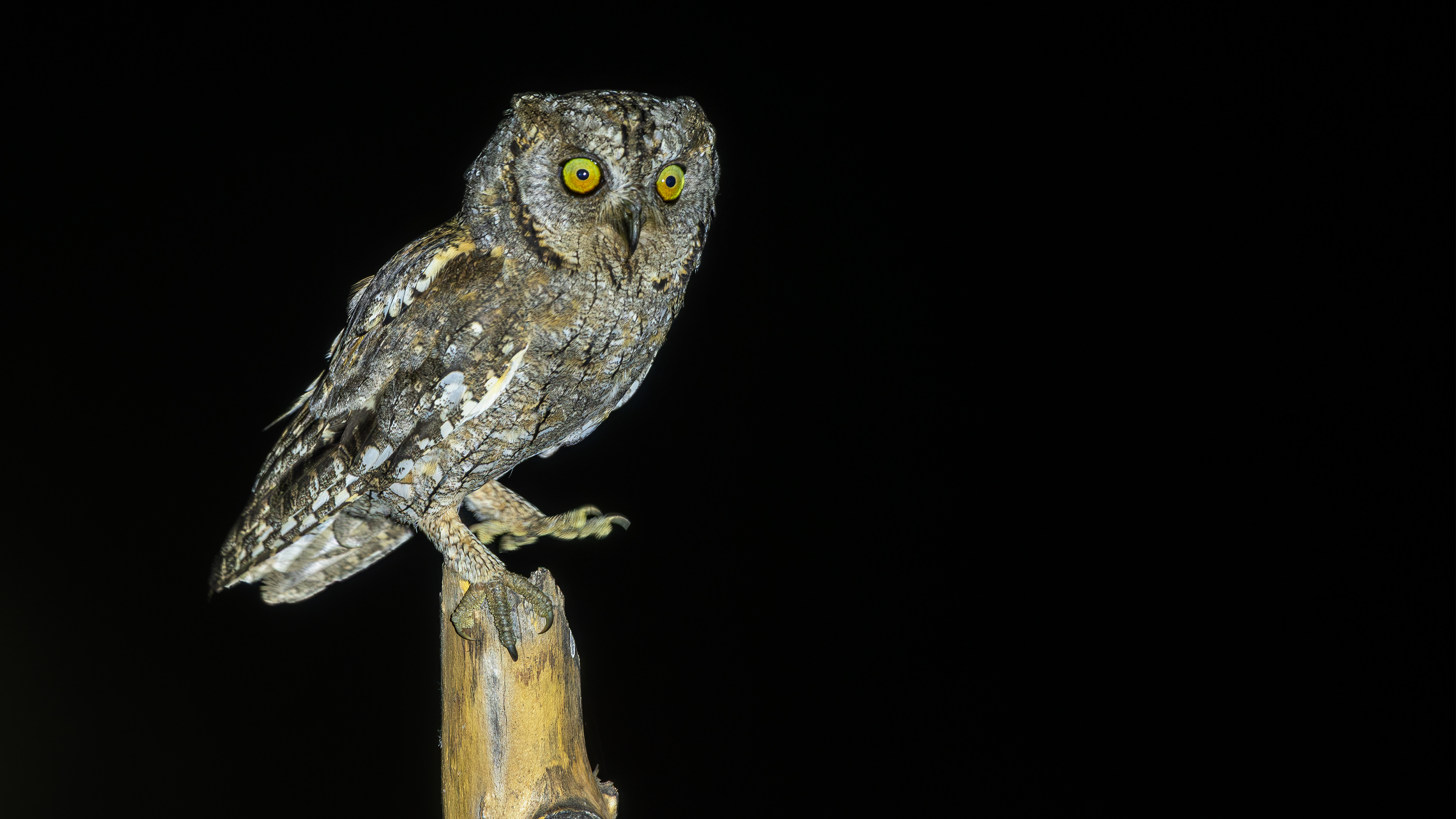 Eurasian Scops-Owl
